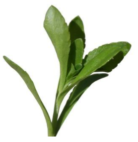 締盟農科心福地水培蔬菜苗